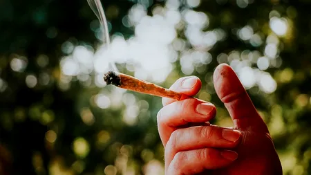 STUDIU. Canabisul, mai nociv pentru plămâni decât tutunul