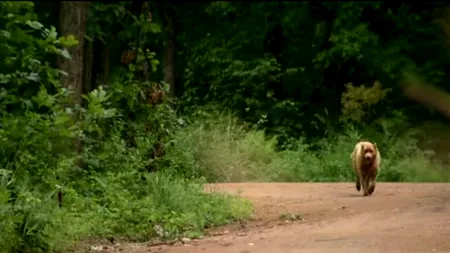 Cum a ajuns un câine ambasadorul unui oraș 