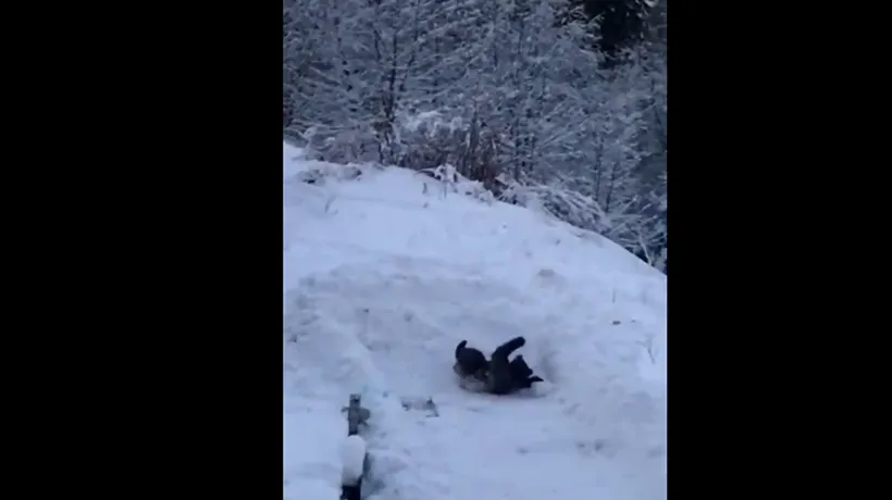 Spectacolul oferit de un URS, turiștilor din Predeal: Face tumbe, se joacă, se bucură de zăpadă