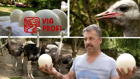 Cum l-a dus pandemia pe Nicolae Munteanu pe tărâmul STRUȚILOR