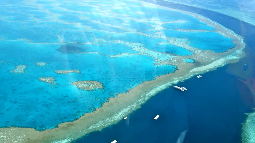 Dispariția Marii bariere de corali. „Este un pacient în moarte clinică