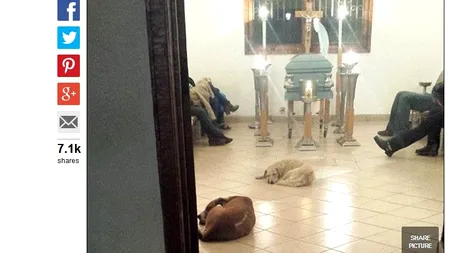 Imagini emoționante la o înmormântare din Mexic. Câțiva câini vagabonzi au venit să „își ia adio