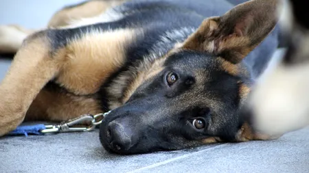 Gest odios în localitatea Săcel. Un ciobănesc belgian, adoptat recent, a fost găsit de către proprietari împușcat. S-a deschis dosar penal