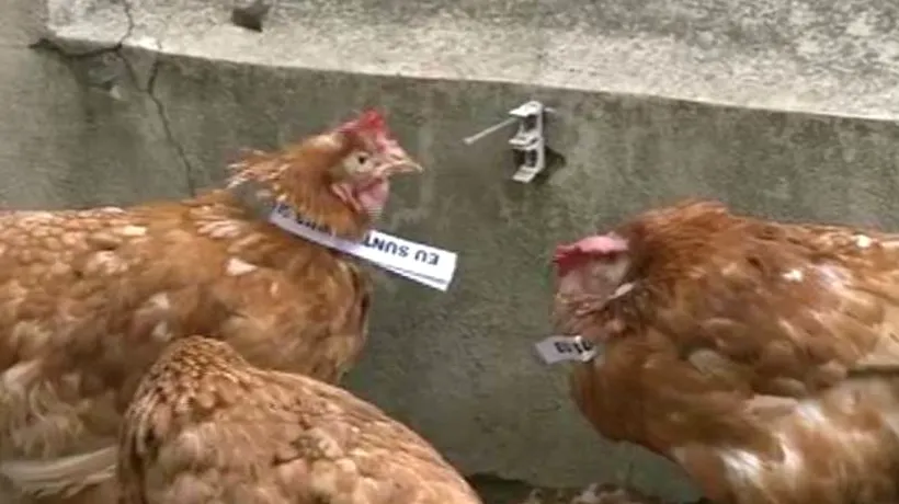 Găini cu bilețele la gât pe care scrie Eu sunt Iohannis,Mi-e frică de dezbatere, în curtea ACL. Este o campanie mizerabilă