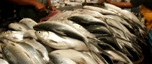 Carne de pește etichetată greșit. O treime din peștele pe care îl cumpărăm nu este ceea ce credem 