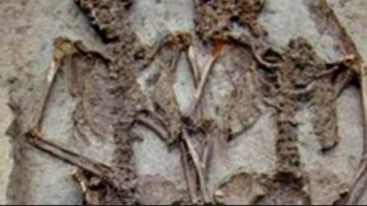 Scheletele a doi copii, găsite în timpul lucrărilor de reabilitare a centrului istoric din Timișoara