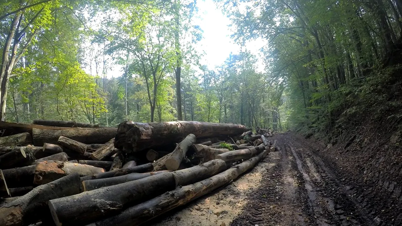 Guvernul va asigura costurile de pază pentru terenurile forestiere mai mici de 30 de hectare