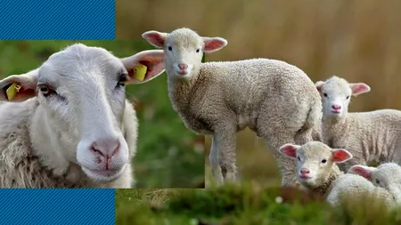 Viză de Algeria pentru MIOARELE CARPATINE. România poate exporta oi în Magreb, vii sau bucăți, conform unui acord iminent