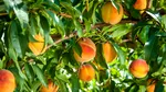 Beneficiile consumului de PIERSICI. Un scut natural pentru întregul organism, dar periculos pentru anumite afecțiuni. Cine ar trebui să le evite