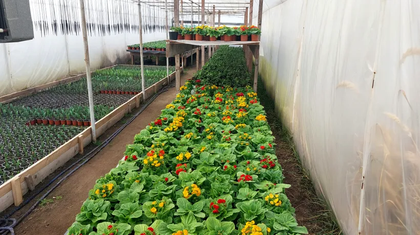 Florile de primăvară românești, mai devreme pe tarabe, dar mai scumpe. „Costă mult încălzirea în solarii”