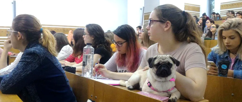 Cu pisica și câinele la școală. Studenții Facultății de Psihologie din Cluj-Napoca, lăsați să vină cu animale la cursuri