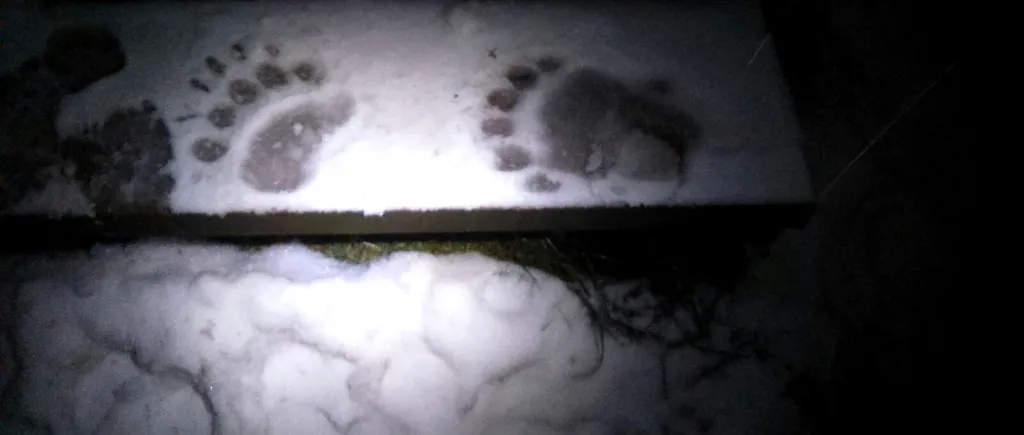 Un urs „pofticios a spart ușa Cabanei Postăvaru. Ce a furat animalul din interior