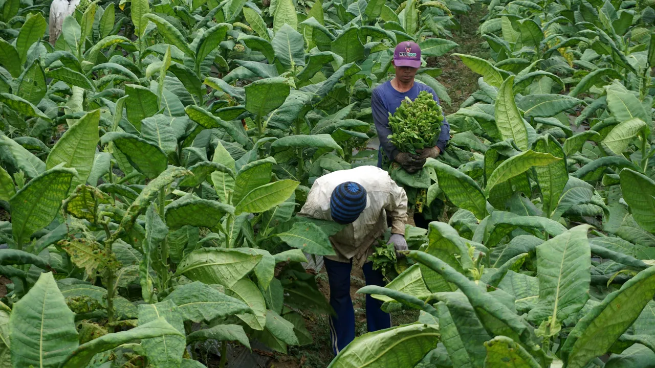 MONSANTO trebuie să plătească 289 MILIOANE DE DOLARI unui bărbat care are CANCER din cauza ERBICIDELOR