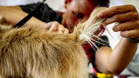 Cât CÂȘTIGĂ un frizer canin în România și ce beneficii mai poate avea pe lângă salariu