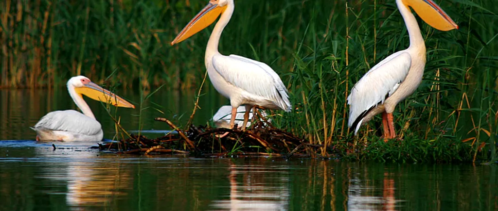 Gripă aviară, depistată la o specie de pelicani din Delta Dunării