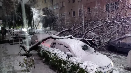 Vântul puternic a pus la pământ Capitala. COPACI căzuți și autoturisme avariate în București
