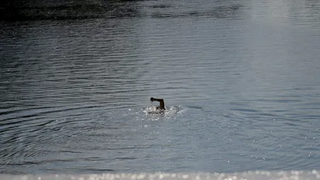 VIDEO. La un pas de TRAGEDIE. O fetiță de trei ani a aruncat o piatră în Dâmbovița, dar s-a dezechilibrat și a căzut în râu. Cine a salvat-o