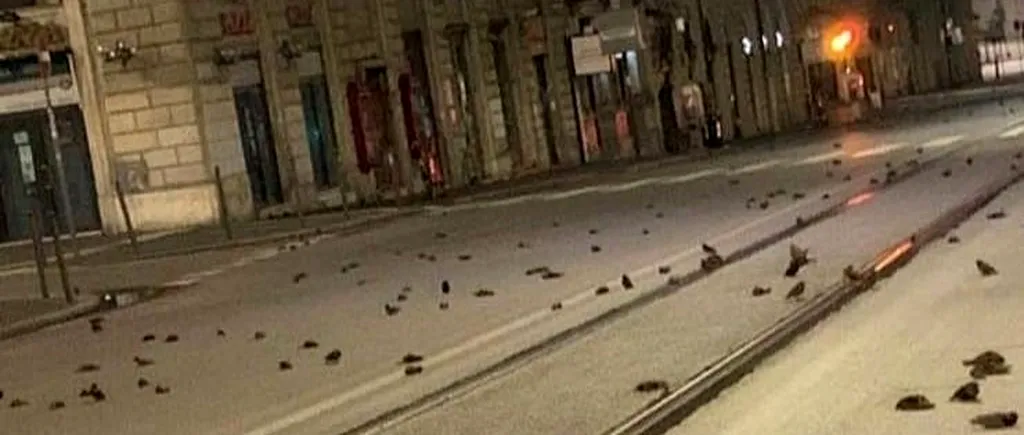 VIDEO | Masacrul de la Roma de anul trecut se poate repeta la Cluj-Napoca. Semnalul de alarmă tras de Societatea Ornitologică. UPDATE - Decizia anunțată de Emil Boc