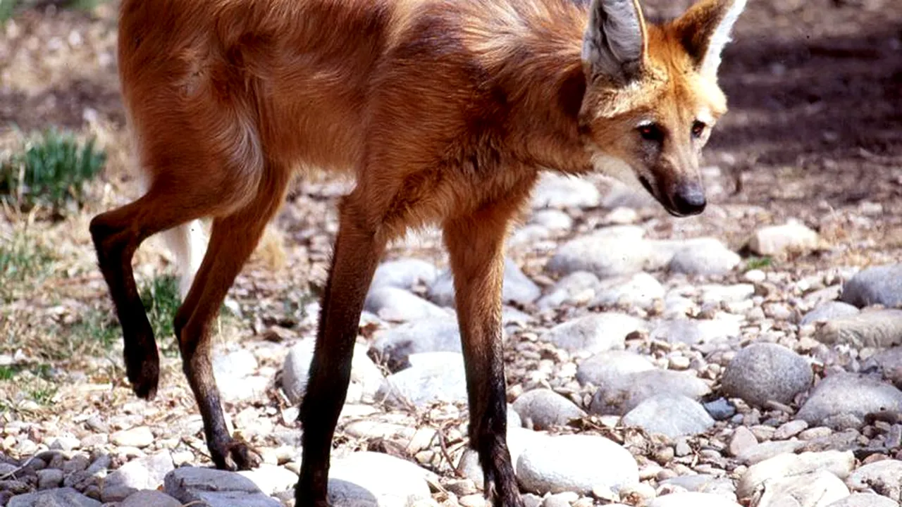 Cercetătorii brazilieni vor să cloneze opt specii pe cale de dispariție