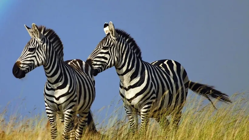 De ce au zebrele dungi? Un studiu științific dă o nouă explicație
