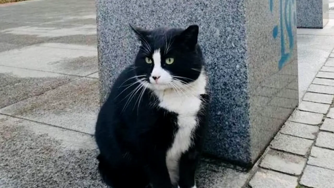 Povestea motanului Gacek, tratat regește în Polonia. Felina a devenit o atracție turistică pentru mii de turiști