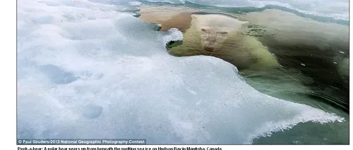 National Geographic: Imaginea unui urs polar, desemnată fotografia anului 2013