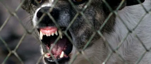 Câinii vagabonzi din Sofia au ucis două persoane în ultimele 3 luni