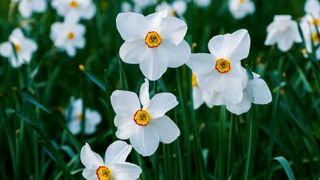 Unde se află cea mai frumoasă poiană de NARCISE din țară. Mii de turiști iau cu asalt locul