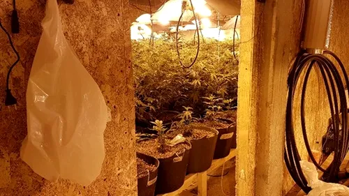 Captură uriașă de cannabis: DIICOT a descoperit peste 100 de plante de marijuana - FOTO