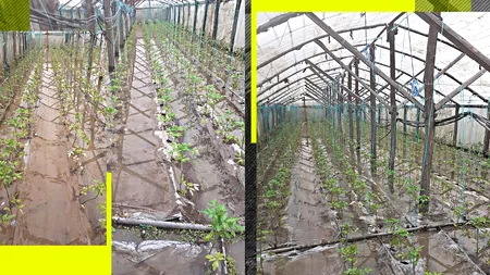 VIDEO | Solariile cu tomate din Dolj au fost INUNDATE, în urma ploilor torențiale. Fermierii spun că plantele se vor usca