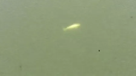 VIDEO | Alertă în Franța! O balenă beluga a fost văzută înotând în apele râului Sena, în apropiere de Paris