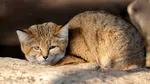 Descoperire neașteptată în Libia. Un videoclip de pe YouTube a confirmat existența unei feline extrem de rare