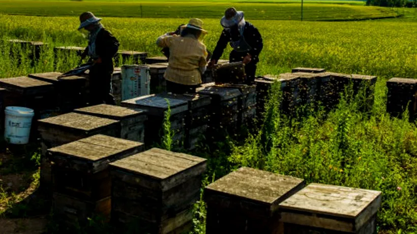 Doi soți din Pașcani au renunțat la joburile din bancă și s-au apucat de apicultură