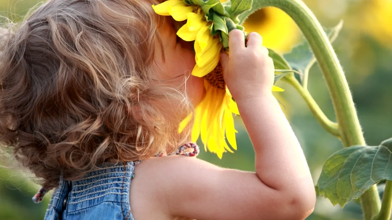 Florile verii, panaceu universal