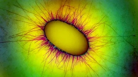 BOALA MISTERIOASĂ care a ucis aproape toți oamenii preistorici, în urmă cu 100.000 de ani