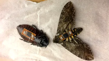 Gândacii pot salva vieți în cazul unui cutremur! Un român a participat la un proiect din SUA, unde insectele au fost instruite să depisteze victime