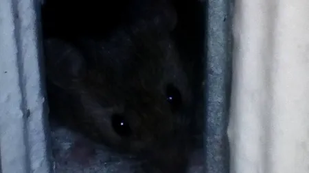 Secția Spitalului de Pneumoftiziologie Aiud în care au fost filmați șoareci, închisă 