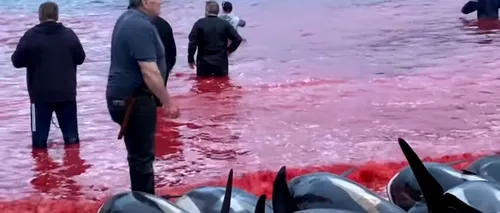 VIDEO | „Mare de sânge” în Insulele Feroe. 1.500 de delfini, masacrați în vânătoarea tradițională