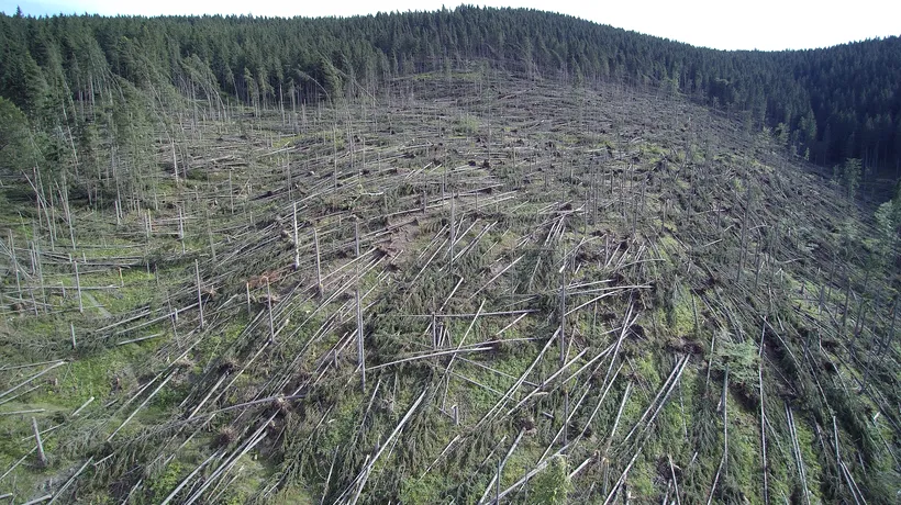 Zeci de mii de hectare de pădure, afectate de fenomenele meteorologice extreme. FOTO