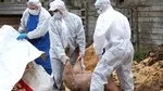 Spania investighează dacă un focar de pestă porcină a apărut în urma unor scurgeri din laborator
