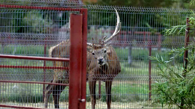 O parte din animalele lui Nuțu Cămătaru au fost duse la Grădina Zoologică Bucov