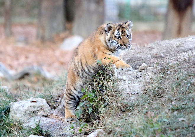 Primăria Pitești organizează vot pentru numele unui pui de tigru