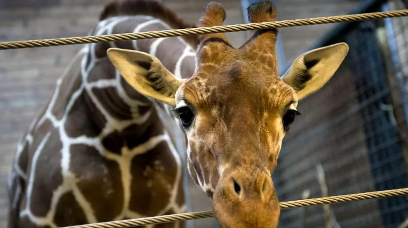 Moment emoționant la o grădină zoologică din Olanda - FOTO