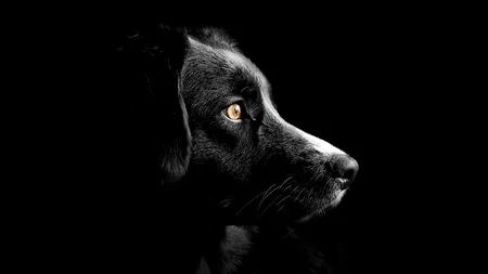TERIBILISM. Nou caz de cruzime față de animale: Un tânăr și-a asmuțit câinele asupra unui cățel legat