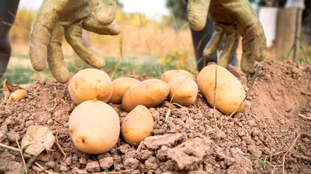 Leguma pe care să nu o așezi lângă cartofi. Se vor strica foarte repede