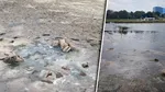 Lacul Techirghiol aproape că se evaporă. S-a retras zeci de metri de la mal din cauza secetei. Localnicii, deranjați de mirosul puternic