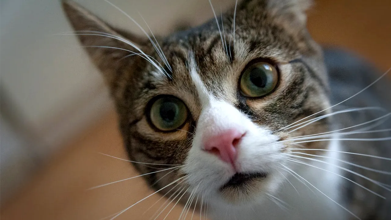 Cele 5 semne pe care puțini stăpâni le știu. Cum îți dai seama dacă pisica ta e inteligentă sau nu