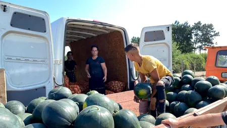 Producătorii de pepeni de la Dăbuleni își vând producția la prețuri de pomană. Și tot nu au cumpărători | FOTO