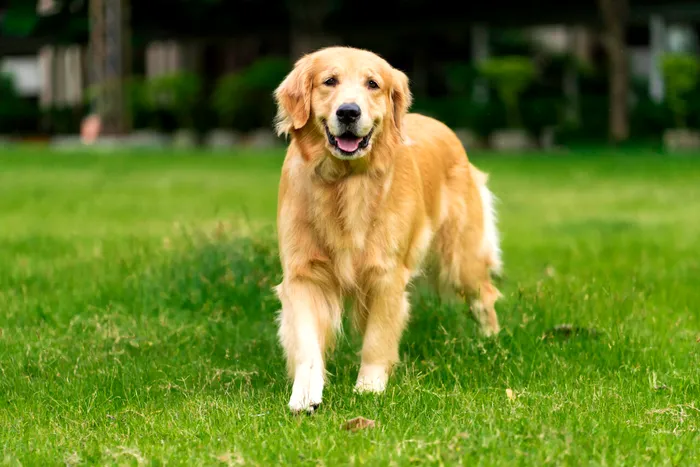 Labrador Retriever. Sursa Foto- Shutterstock 