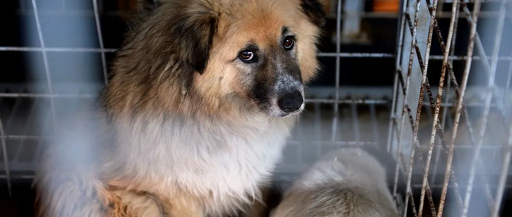 Bucureștenii pot adopta duminică, în parcul Izvor, câini comunitari din adăpostul Dogtown